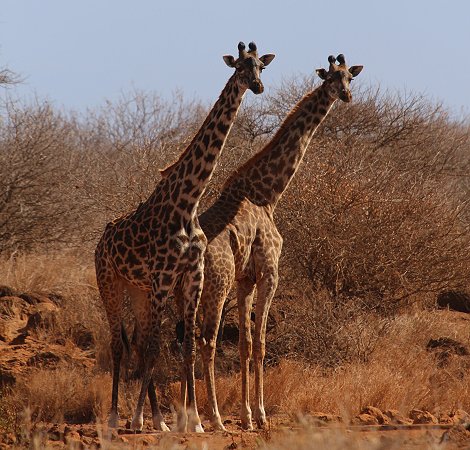 Amboseli Bush Camp - Kimana