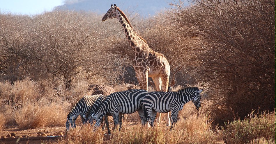Zebras und Giraffen am Amboseli Bush Camp