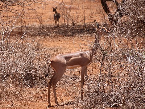 Gerenuk am Amboseli Bush Camp - Kimana