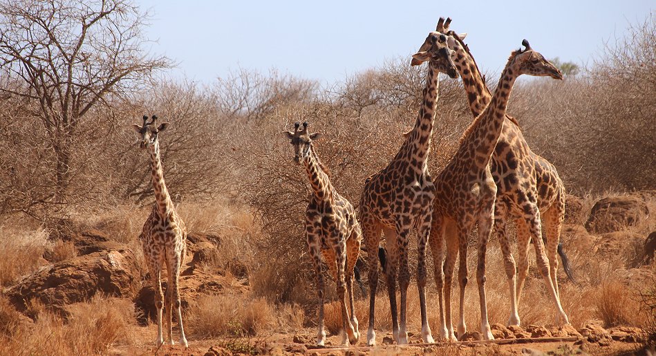 Giraffen am Amboseli Bush Camp - Kimana