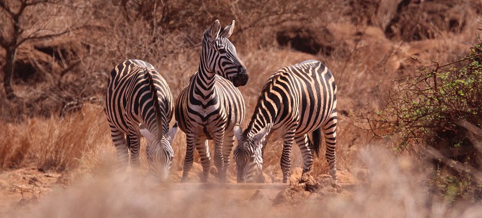 Zebras am Amboseli Bush Camp - Kimana