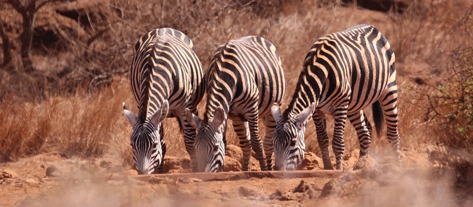 Zebras am Amboseli Bush Camp - Kimana