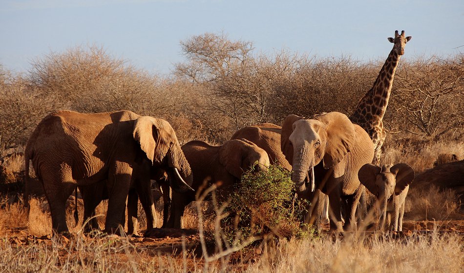 Elefanten und Giraffen am Amboseli Bush Camp - Kimana