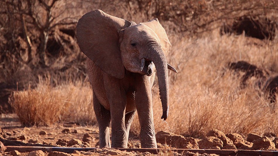 Elefant am Amboseli Bush Camp - Kimana