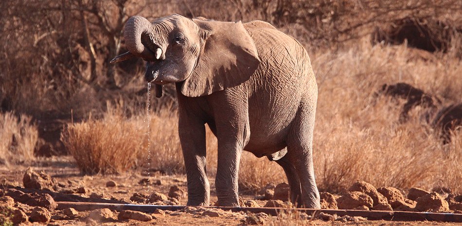 Elefant am Amboseli Bush Camp - Kimana