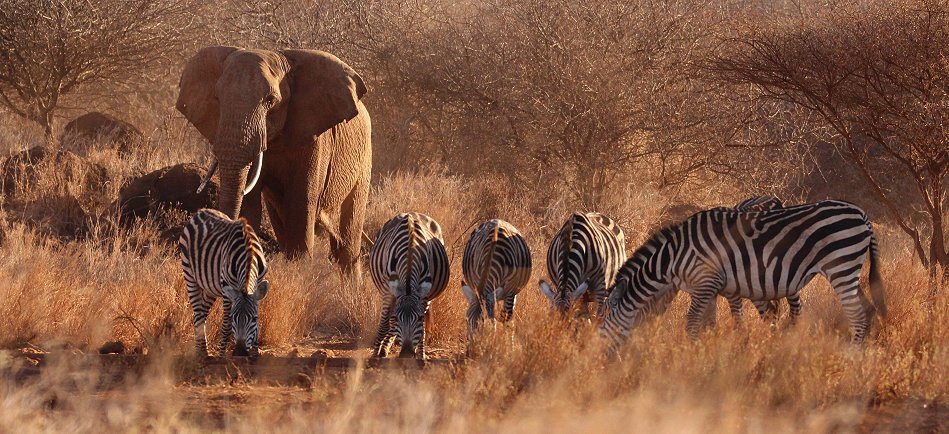 Zebras und Elefanten am Amboseli Bush Camp - Kimana