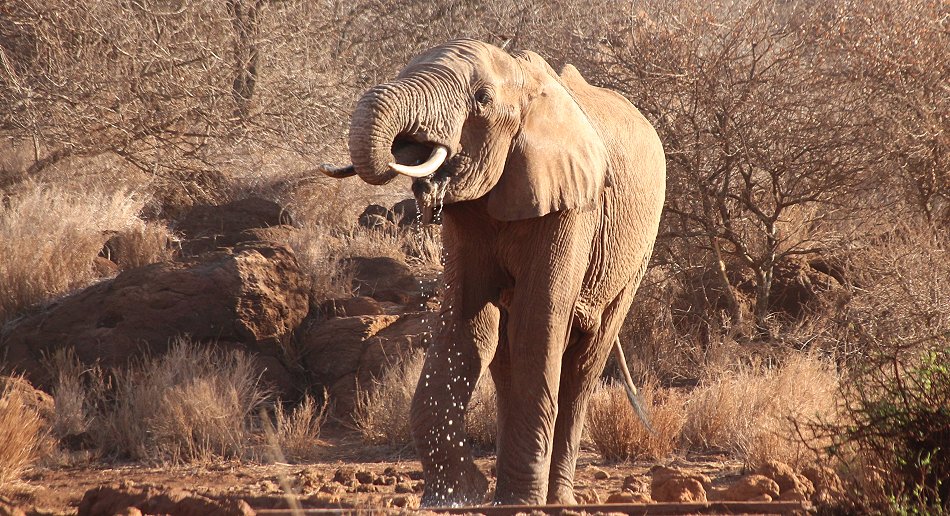 Elefanten am Amboseli Bush Camp - Kimana