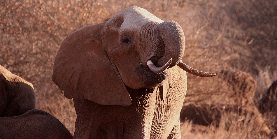 Elefanten am Amboseli Bush Camp - Kimana