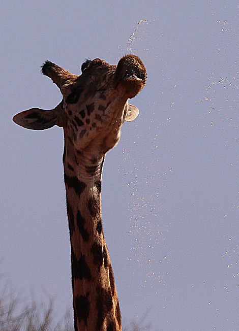 Amboseli Bush Camp - Kimana