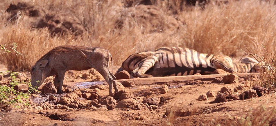 Amboseli Bush Camp - Kimana