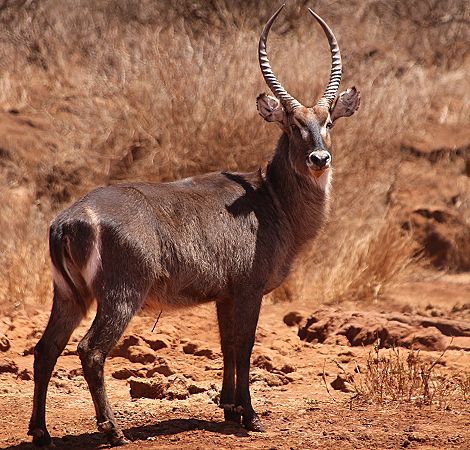 Amboseli Bush Camp - Kimana