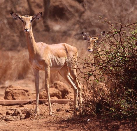 Amboseli Bush Camp - Kimana