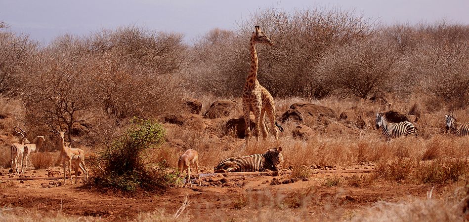 Amboseli Bush Camp - Kimana