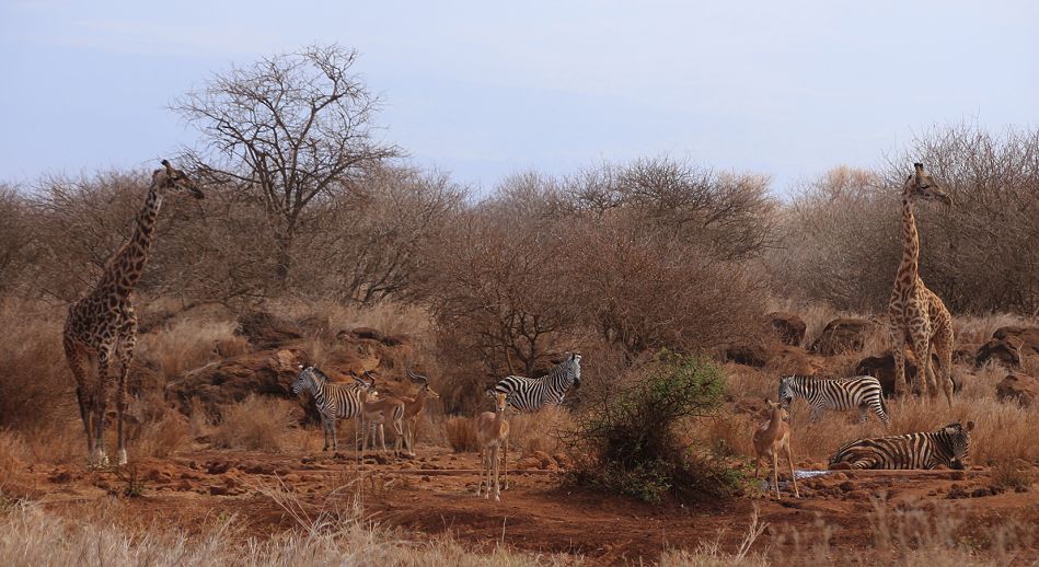 Amboseli Bush Camp - Kimana