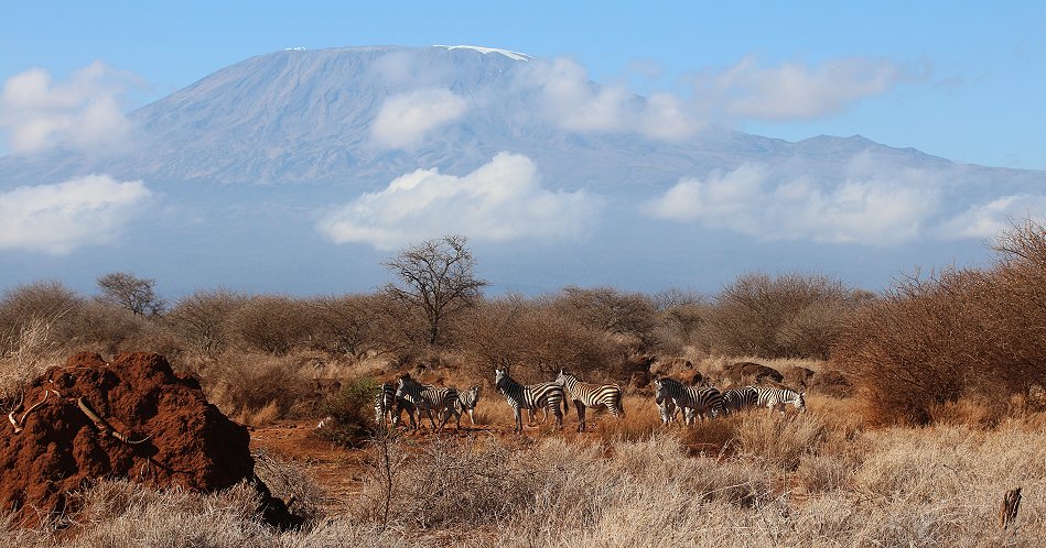 Zebras vor dem Kilimanjaro- Amboseli Bush Camp