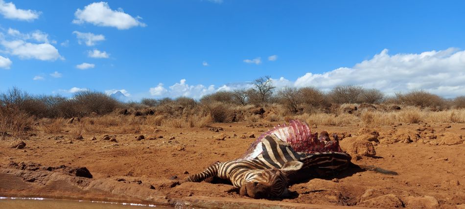 Amboseli Bush Camp - Kimana