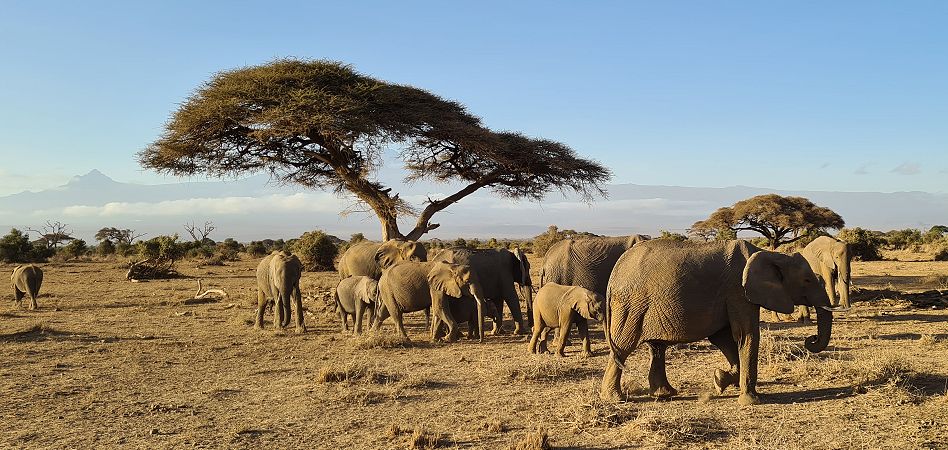 Elefanten im Amboseli