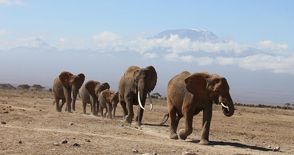 Elefanten im Staub vor dem Kilimanjaro