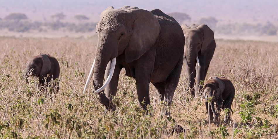 Elefanten im Amboseli National Park