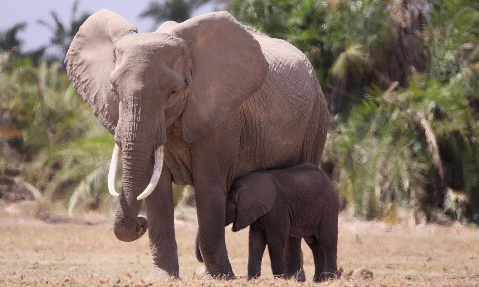 Elefantenkuh mit Kalb, Amboseli Park