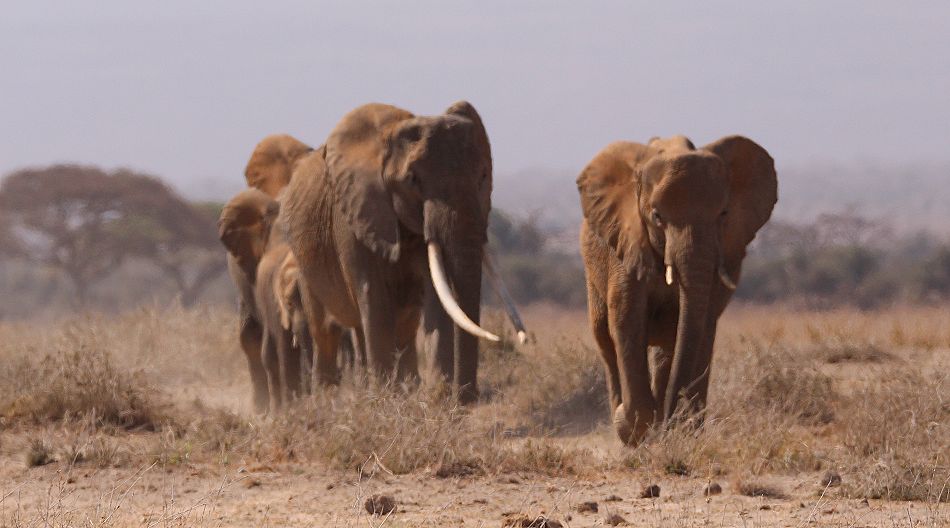  Elefanten im Staub des Amboseli Parks