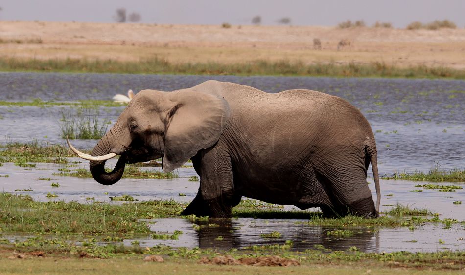 Elefant im Amboseli Park