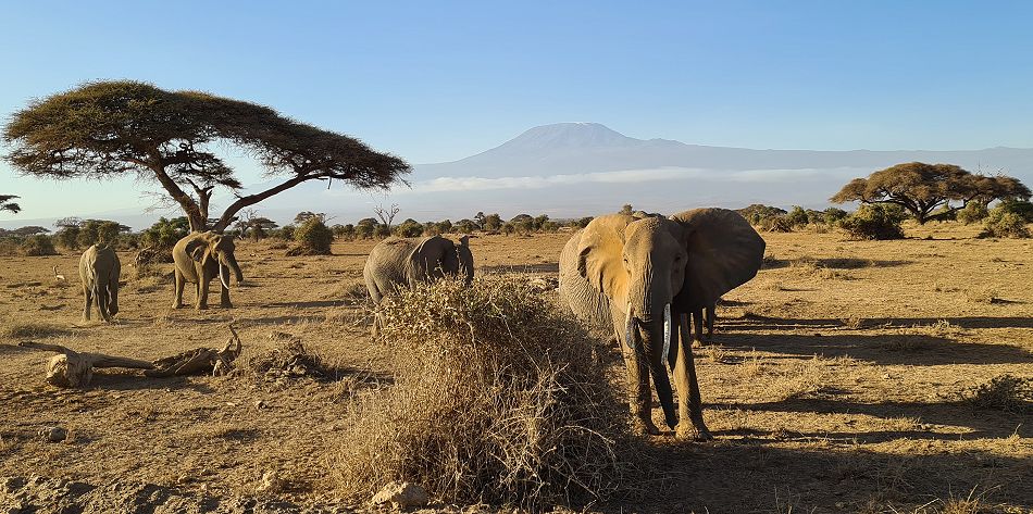 Elefanten vor dem Kilimanjaro im Amboseli