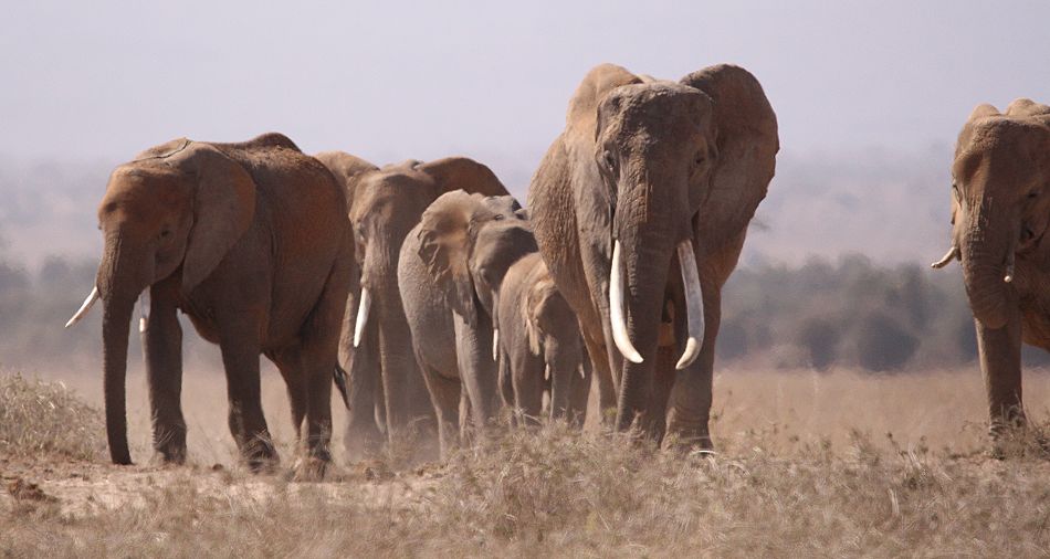 Elefanten im Amboseli national Park