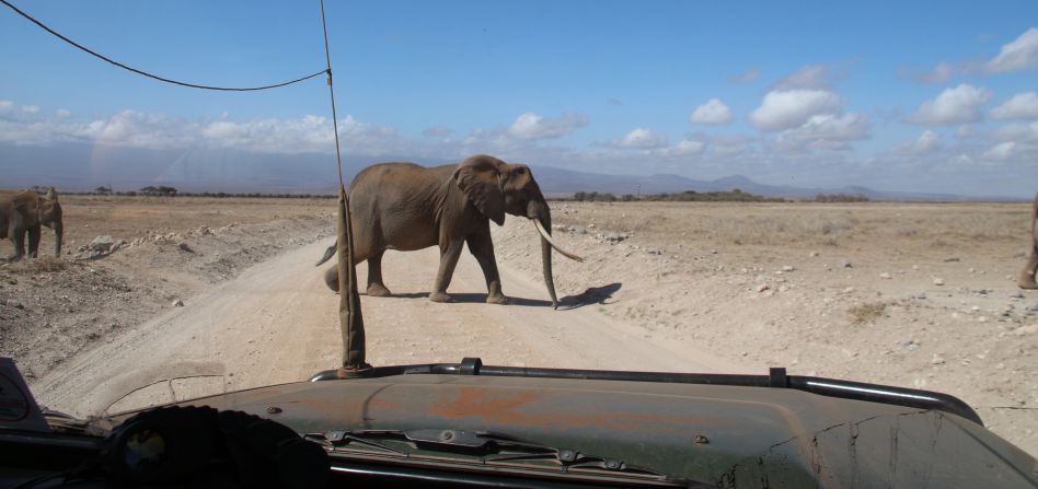 Elefanten im Amboseli National Park