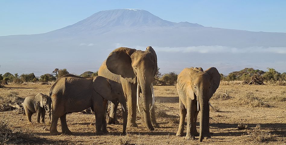 Elefanten vor dem Kilimanjaro im Amboseli