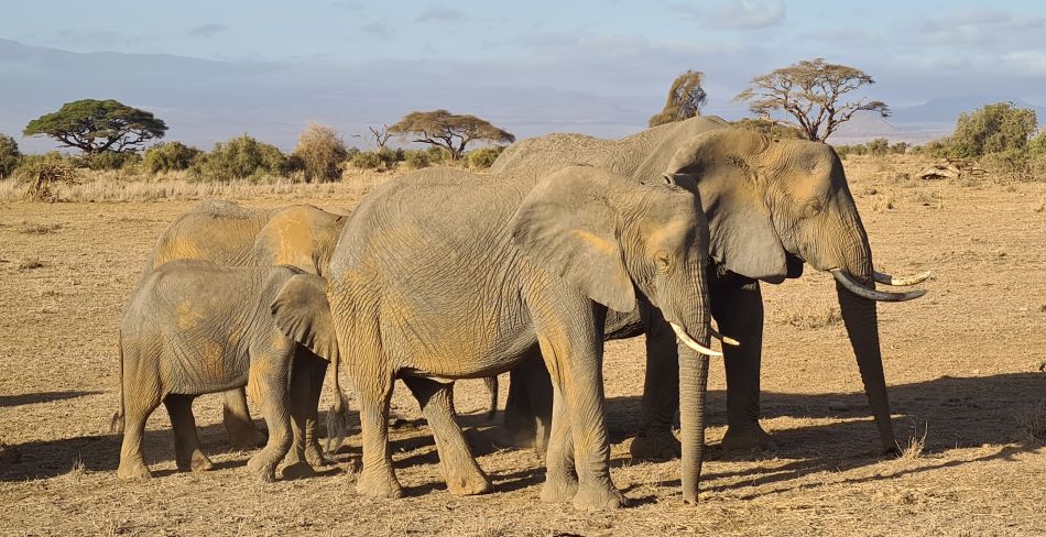 Elefanten im Amboseli