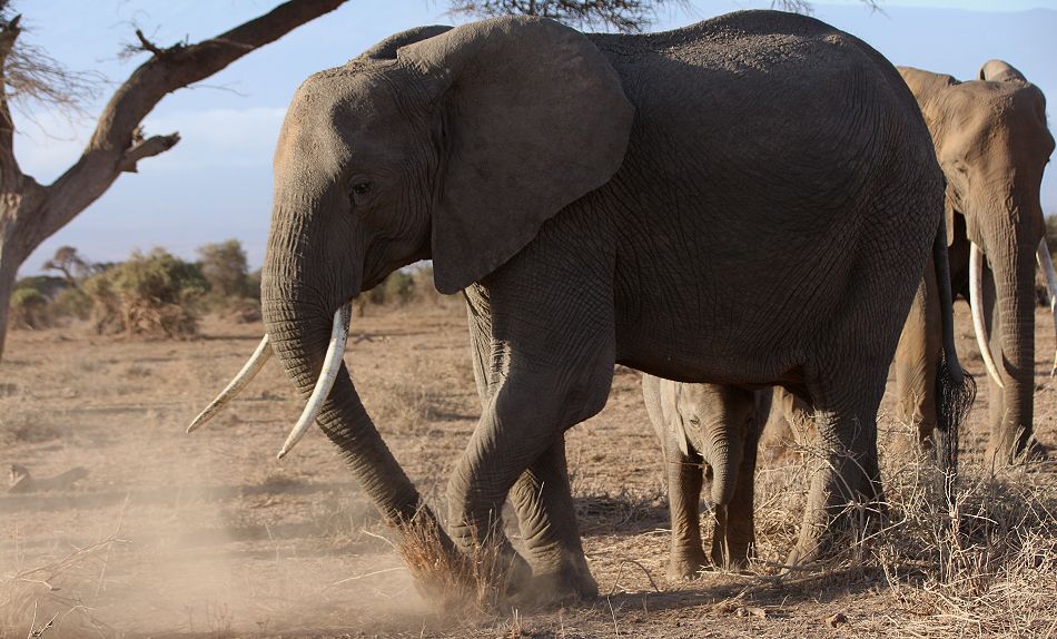 Elefanten im Amboseli