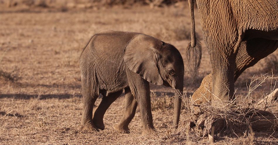 Elefanten im Amboseli