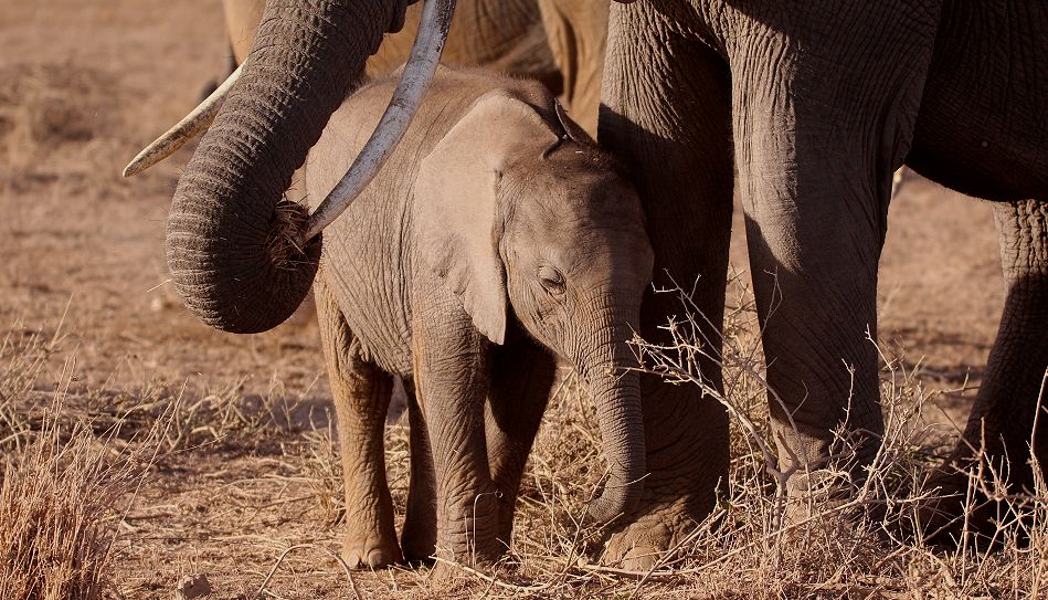 Elefanten im Amboseli