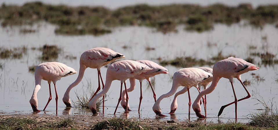 Zwergflamingos im Amboseli Park