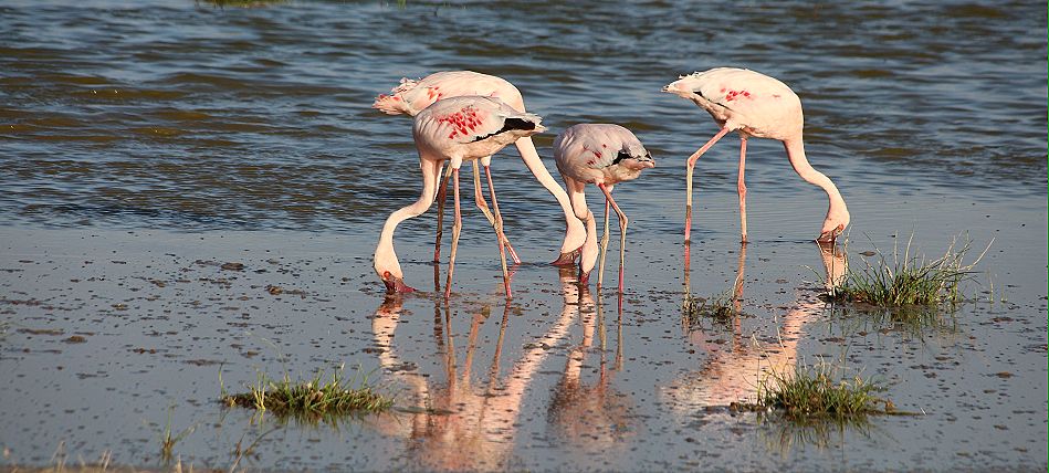 Zwergflamingos im Lake Amboseli