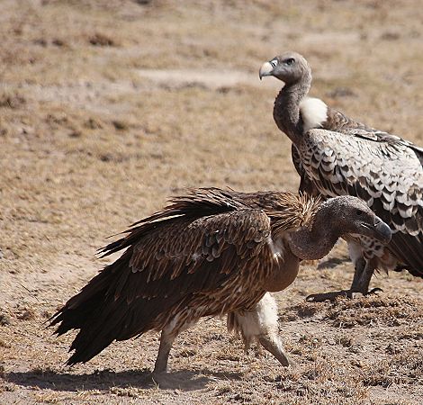 Rüpeleier im Amboseli