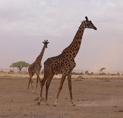 Giraffen im Amboseli
