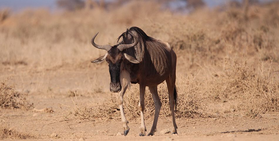durstiges Gnu im Amboseli Park