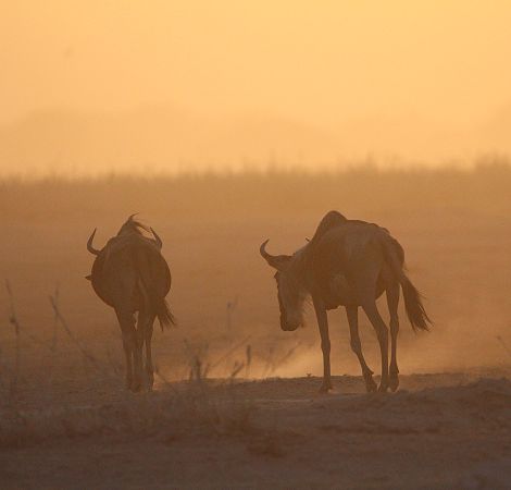 Gnus im Staub des Amboseli
