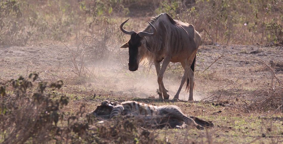 Gnus in der Dürre des Amboseli National Parks