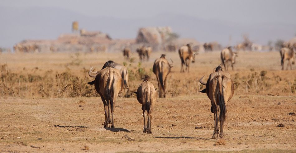 Weissbartgnus in der Dürre der Masai Mara