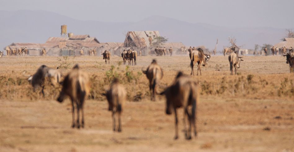 Weissbartgnus in der Dürre der Masai Mara