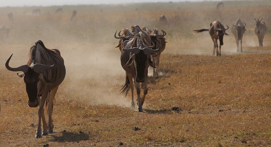 Gnus im Staub der Dürre, Amboseli Park, September 2022