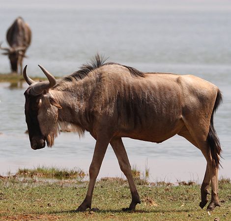 Weissbartgnu im Amboseli Park