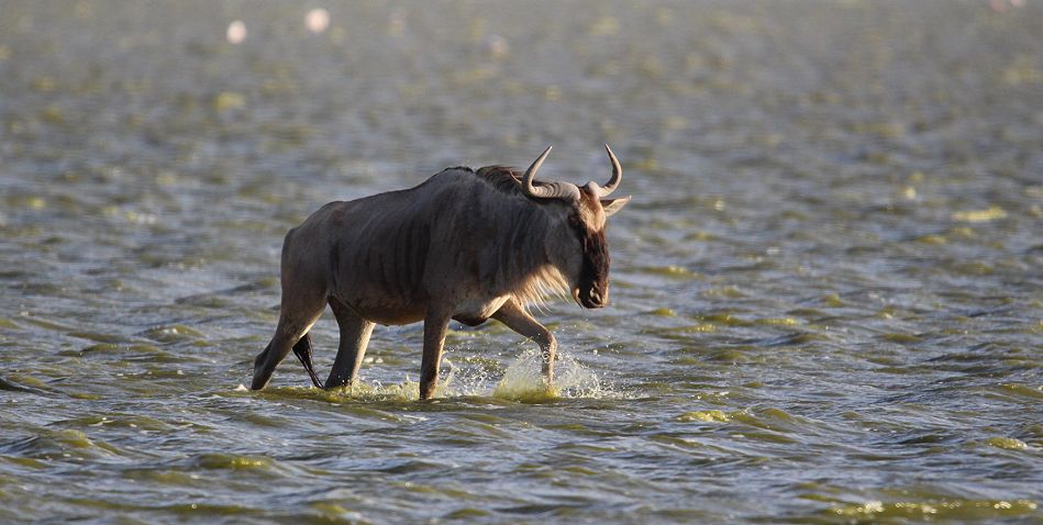 Weissbart Gnu im Lake Amboseli 