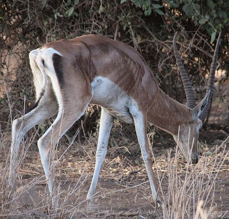 Grantgazelle