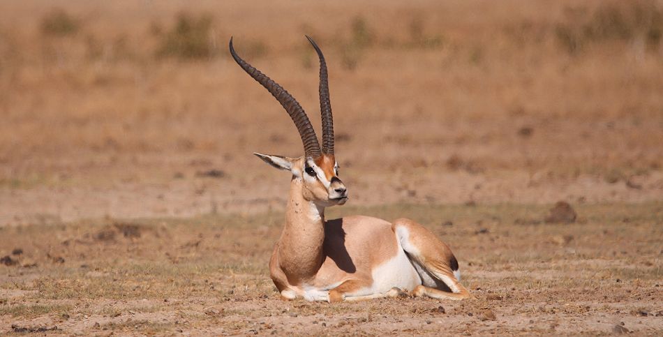 Grantgazellen Bock im Amboseli Antional Park