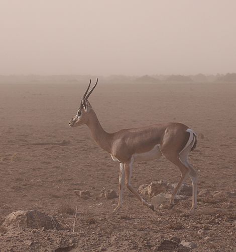 Grantgazelle im Sandsturm