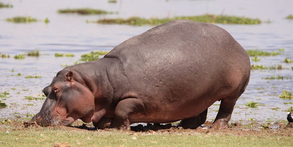 Flusspferd im Amboseli Park